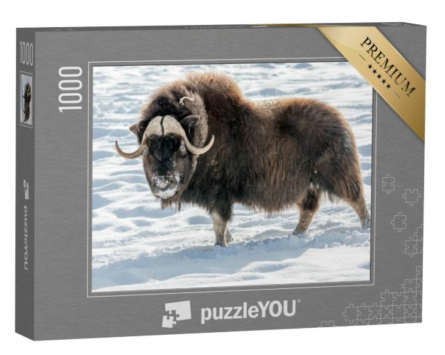 Puzzel 1000 stukjes „Muskusos in de sneeuw“