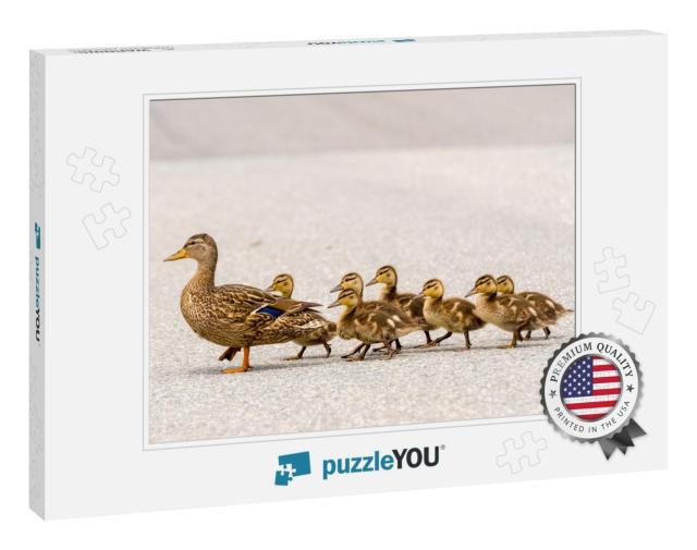 A Mother Duck & Her Ducklings Crossing a Road in a Line... Jigsaw Puzzle