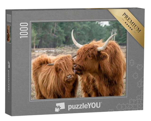 Puzzel 1000 stukjes „Schotse Hooglandrunderen met kalf“