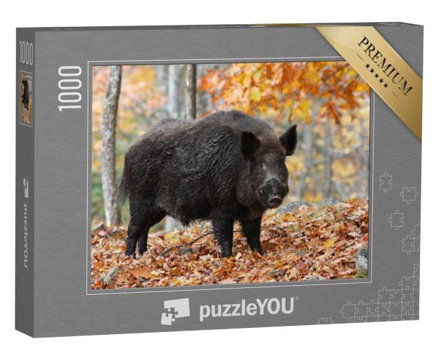 Puzzel 1000 stukjes „Mannelijk everzwijn in het herfstbos“