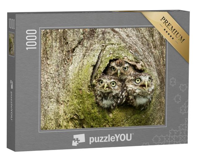 Puzzel 1000 stukjes „Drie uiltjes in een boomholte“