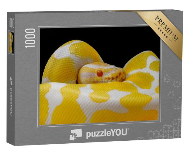 Puzzel 1000 stukjes „Wit-gele balpython, rond zichzelf gewikkeld“