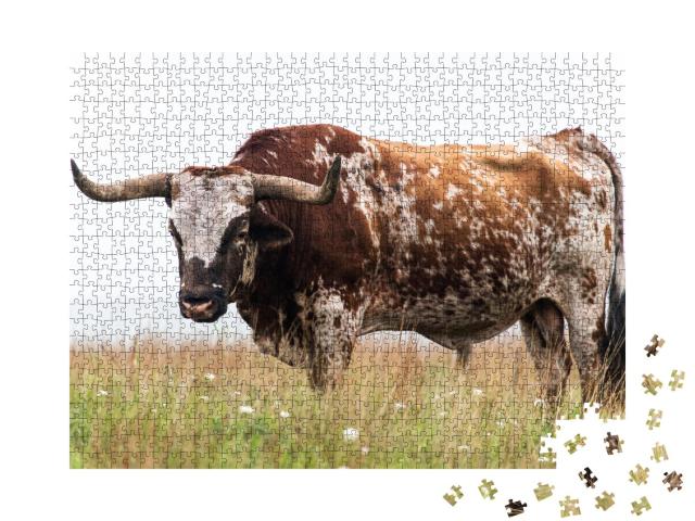 Puzzle 1000 Teile „Texas-Langhorn-Bulle im Wichita Mountains National Wildlife Refuge, Oklahoma“