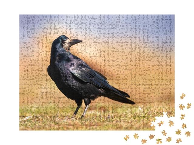 Puzzle 1000 Teile „Schwarz glänzendes Gefieder: Eine Saatkrähe“