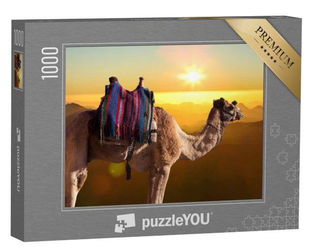 Puzzel 1000 stukjes „Dromedariskameel voor de berg van Sint Mozes, Egypte, Sinaï“