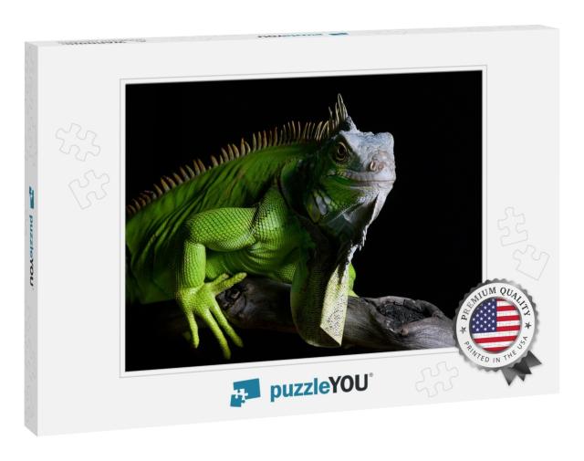 Big Green Iguana on Isolated Black Background... Jigsaw Puzzle