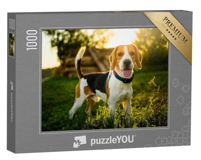 Puzzel 1000 stukjes „Een beagle in de zonsondergang“