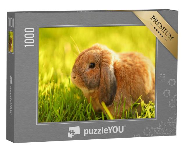 Puzzel 1000 stukjes „Klein konijn met hangende oren zit op het gras“