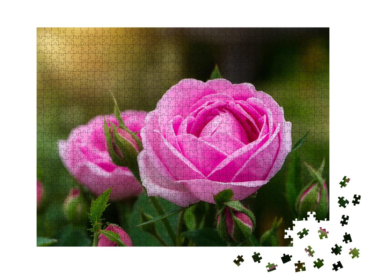 Puzzle 1000 Teile „Rosa Damaszener-Rosenblüte mit Sonnenlicht“