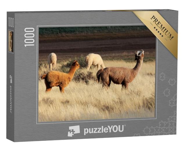 Puzzel 1000 stukjes „Alpaca's (Vicugna pacos) zijn een gedomesticeerde Zuid-Amerikaanse kameelsoort.“