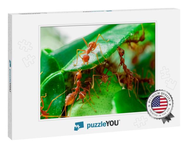 Red Ant, Ant Action Team Work for Build a Nest, Ant on Gr... Jigsaw Puzzle