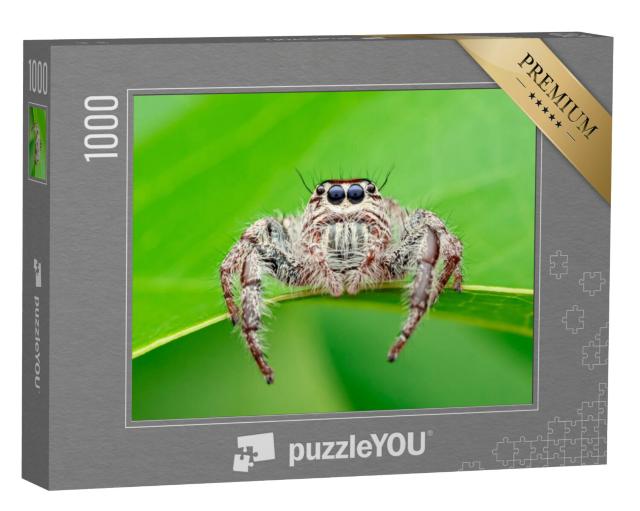 Puzzel 1000 stukjes „Hyllus - de webspin, ook wel reuzenspin of springspin genoemd“