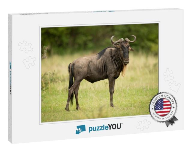 Blue Wildebeest Stands Eyeing Camera in Grassland... Jigsaw Puzzle