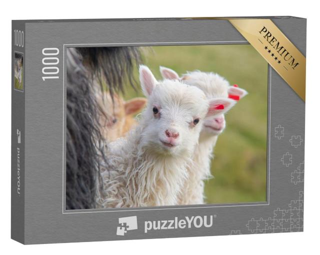 Puzzel 1000 stukjes „Een lammetje kijkt nieuwsgierig in de camera“