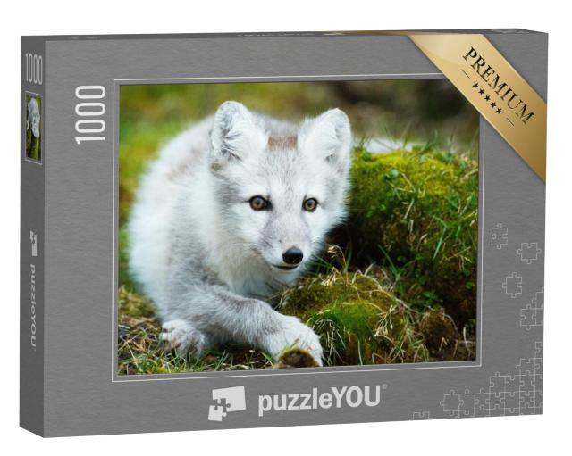 Puzzel 1000 stukjes „Poolvos ontwaakt na een dutje“