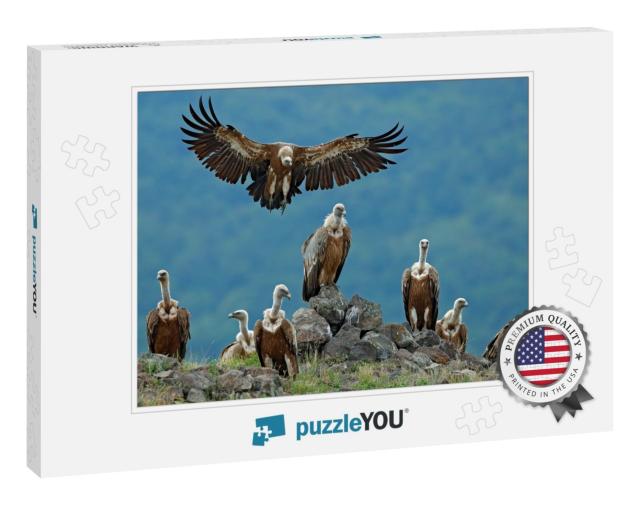 Griffon Vulture, Gyps Fulvus, Big Birds of Prey Sitting o... Jigsaw Puzzle