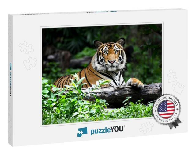 Bengal Tiger in Forest Show Head & Leg... Jigsaw Puzzle