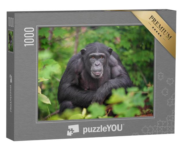 Puzzel 1000 stukjes „Verblijf met chimpansees“