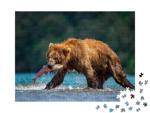 Puzzle 1000 Teile „Kamtschatka-Braunbär fängt Lachse am Kurilensee, Kamtschatka“