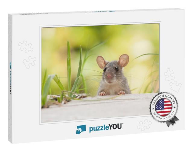 Rats Outdoors Yard Home Feeder... Jigsaw Puzzle