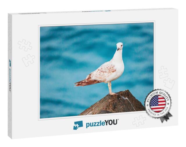 Seagulls Are Very Intelligent Birds, Who Live in Colonies... Jigsaw Puzzle