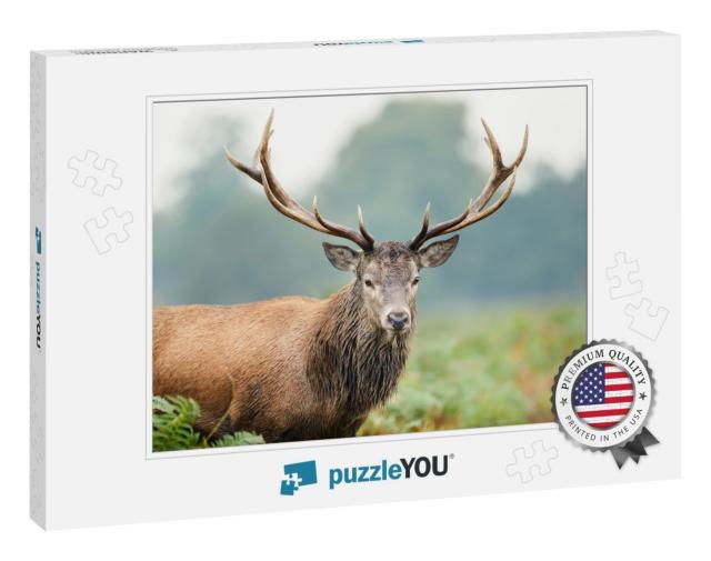 Portrait of a Red Deer Stag, Uk... Jigsaw Puzzle
