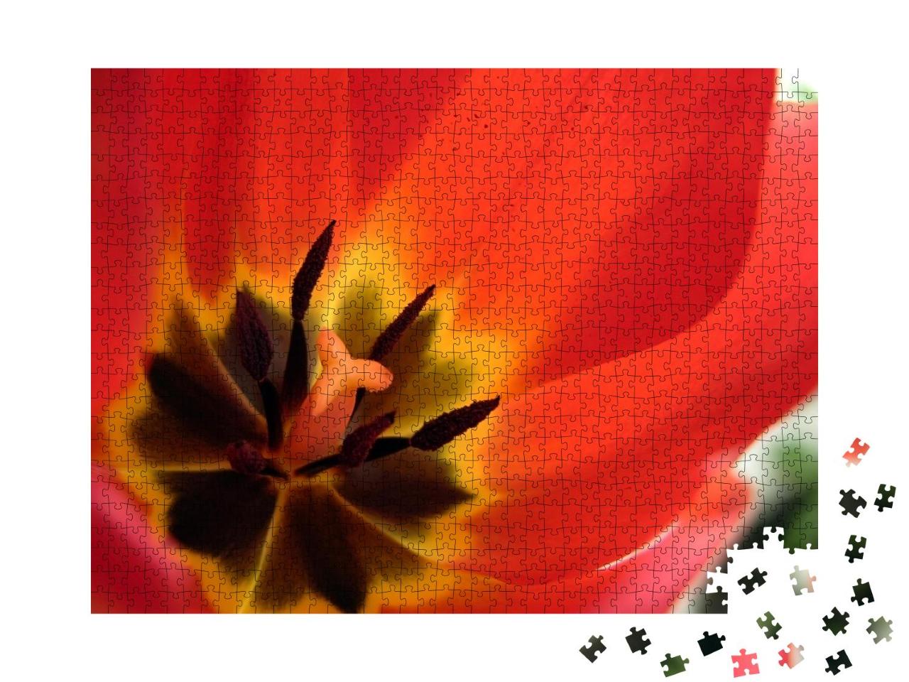 Puzzle 1000 Teile „Makroaufnahme: Tulpe von innen“