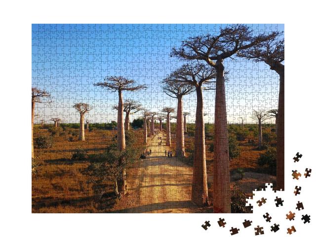 Puzzle 1000 Teile „Madagaskar's Baobabs,Luftaufnahmen,Morondava Region,Baobabs Schöne Aussicht“