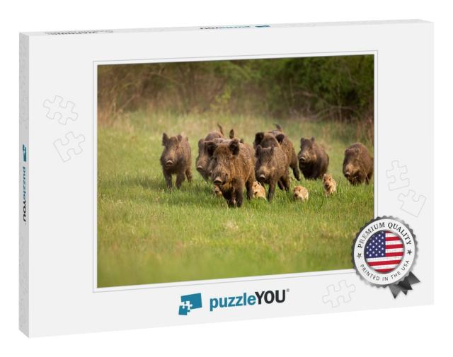 Group of Wild Boars, Sus Scrofa, Running in Spring Nature... Jigsaw Puzzle