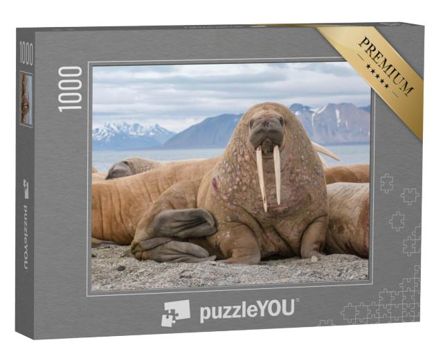 Puzzel 1000 stukjes „De walrus als een van de grootste vinpotigen“