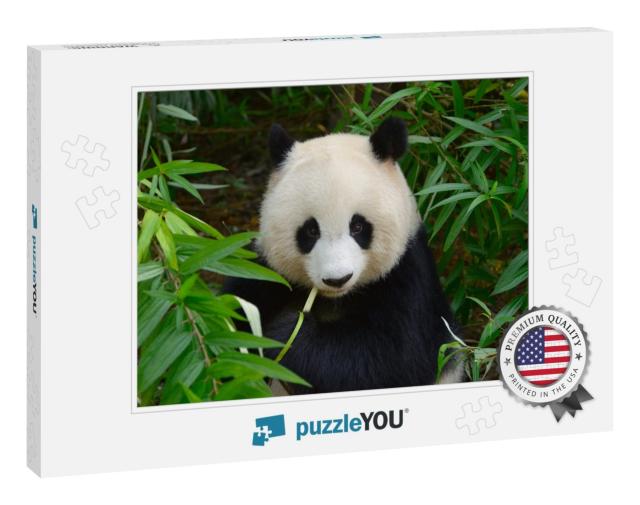 Hungry Giant Panda Bear Eating Bamboo At Chengdu, China... Jigsaw Puzzle