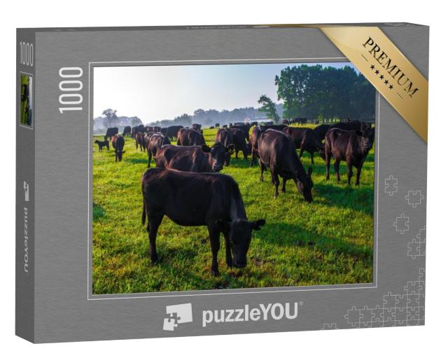 Puzzel 1000 stukjes „Een kudde zwarte Aberdeen Angus koeien in het groene gras“