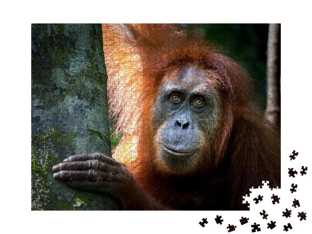 Puzzle 1000 Teile „Porträt des berühmten und bedrohten Sumatra-Orang-Utans“