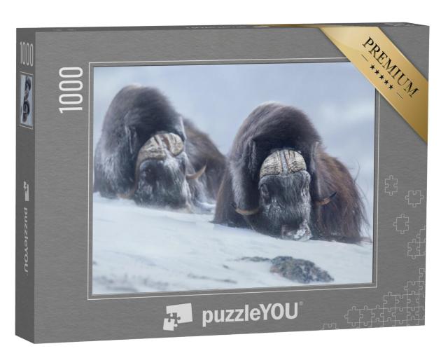 Puzzel 1000 stukjes „Twee muskusossen in de Noorse winter“