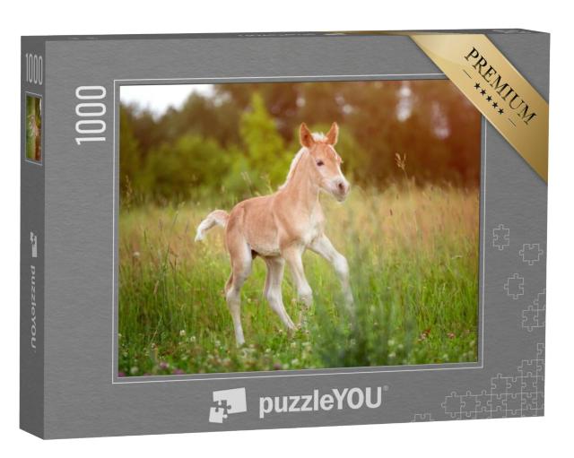 Puzzel 1000 stukjes „Prachtig Haflinger veulen“