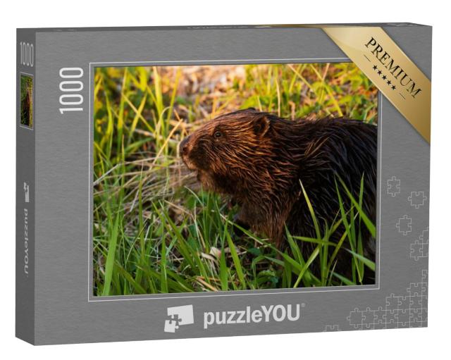 Puzzel 1000 stukjes „Euraziatische bever tussen weelderige planten bij de rivier, Estland“