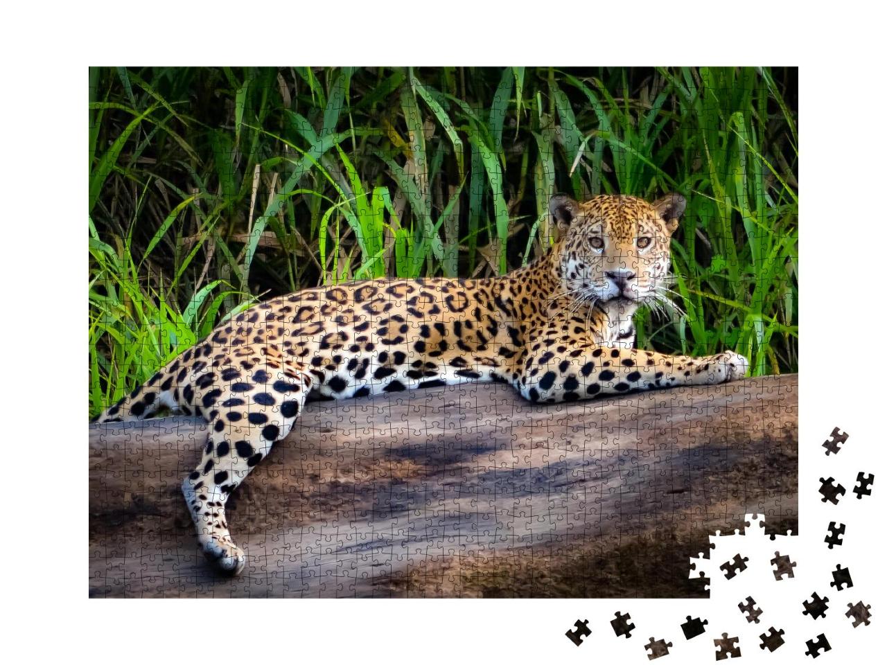 Puzzle 1000 Teile „Ein Jaguar im peruanischen Amazonasgebiet“
