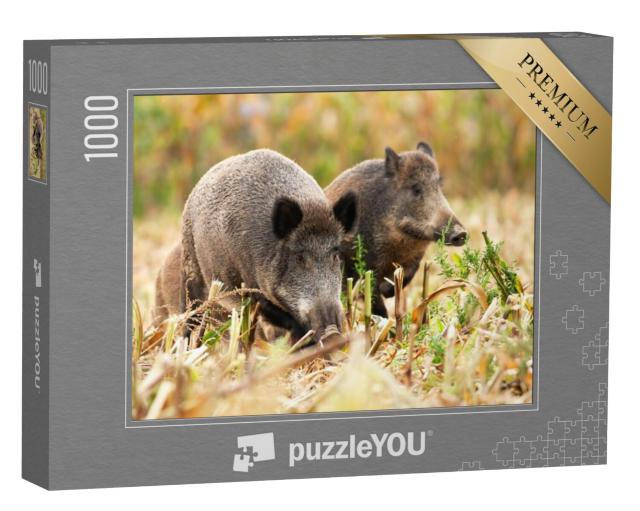 Puzzel 1000 stukjes „Een kudde wilde zwijnen“