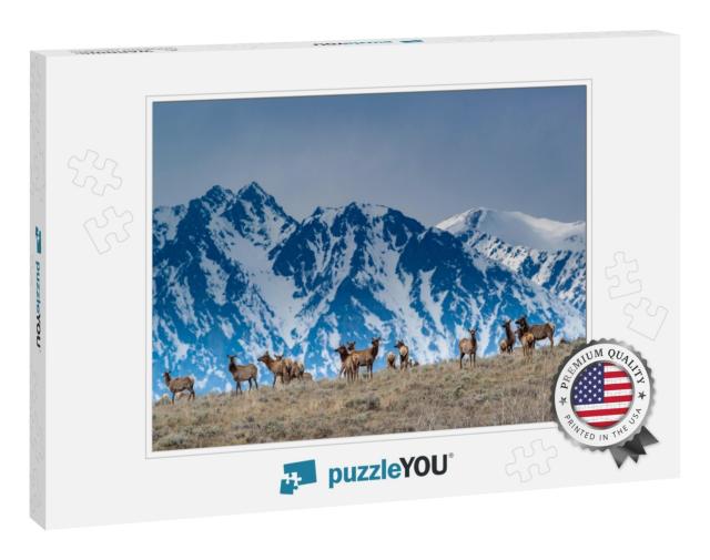 Herd of Elk Grazing with Backdrop of Snowy Teton Mountain... Jigsaw Puzzle
