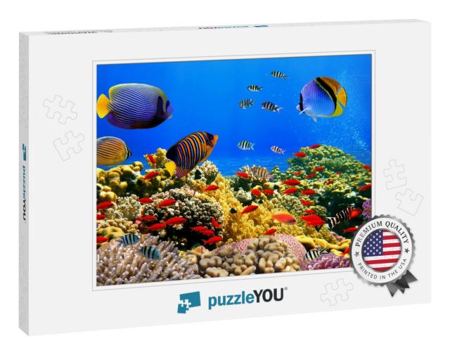 Photo of a Coral Colony on a Reef, Red Sea, Egypt... Jigsaw Puzzle