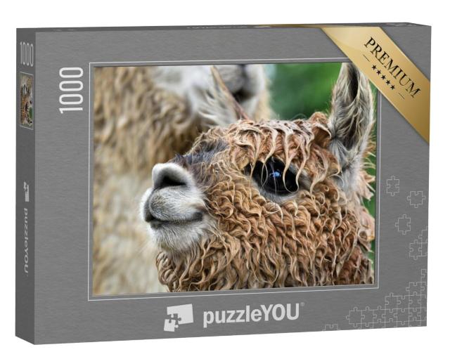 Puzzel 1000 stukjes „Close-up van een alpaca“