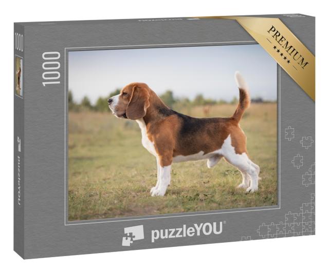 Puzzle „Ein Beagle, bereit zur Jagd“