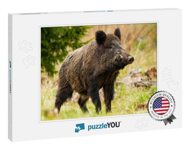 Dominant Wild Boar, Sus Scrofa, Male Sniffing with Massiv... Jigsaw Puzzle