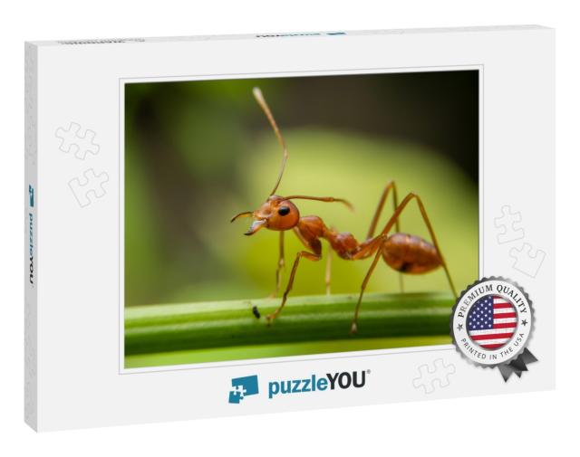 Red Ants Are Looking for Food on Green Branches. Work Ant... Jigsaw Puzzle