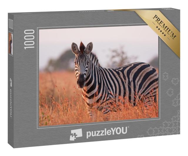 Puzzle 1000 Teile „Ein Steppenzebra: Equus quagga am Kruger-Nationalpark in Südafrika“