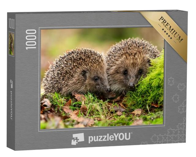 Puzzel 1000 stukjes „Twee egels in mos en bladeren“