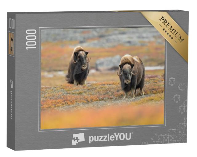 Puzzel 1000 stukjes „Muskusossen in hun natuurlijke omgeving“