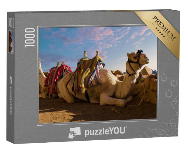 Puzzel 1000 stukjes „Dromedariskameel voor de Sinaïberg, Egypte“