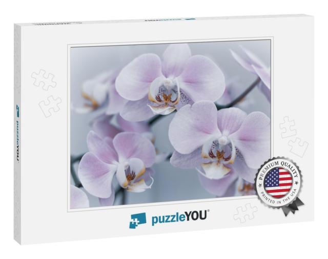 Beautiful Delicate Orchid Flowers Shot in Soft Light... Jigsaw Puzzle