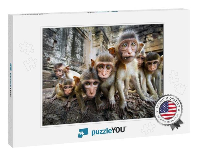 Baby Monkeys Are Curious, Lopburi, Thailand... Jigsaw Puzzle
